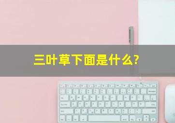 三叶草下面是什么?