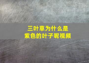 三叶草为什么是紫色的叶子呢视频