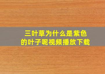 三叶草为什么是紫色的叶子呢视频播放下载