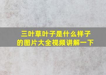 三叶草叶子是什么样子的图片大全视频讲解一下