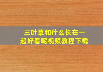 三叶草和什么长在一起好看呢视频教程下载