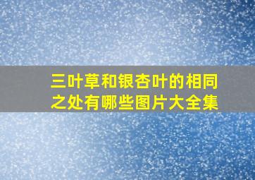 三叶草和银杏叶的相同之处有哪些图片大全集