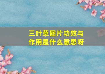 三叶草图片功效与作用是什么意思呀