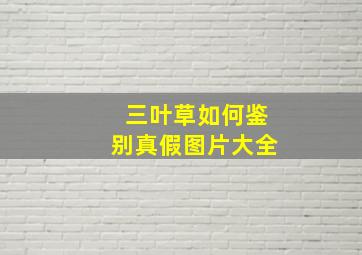 三叶草如何鉴别真假图片大全