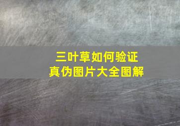 三叶草如何验证真伪图片大全图解