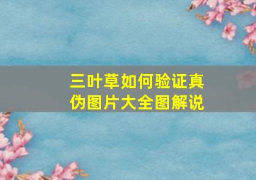 三叶草如何验证真伪图片大全图解说