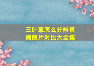 三叶草怎么分辨真假图片对比大全集