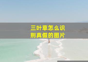 三叶草怎么识别真假的图片