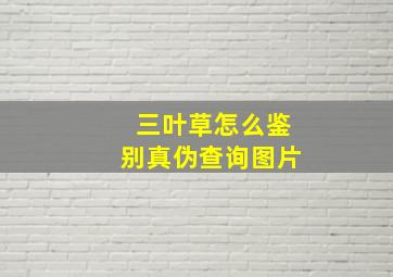 三叶草怎么鉴别真伪查询图片