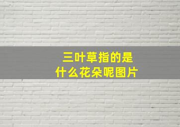 三叶草指的是什么花朵呢图片