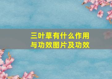 三叶草有什么作用与功效图片及功效