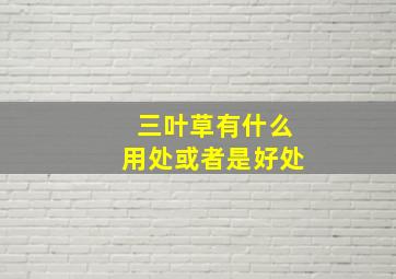 三叶草有什么用处或者是好处