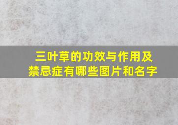 三叶草的功效与作用及禁忌症有哪些图片和名字