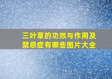 三叶草的功效与作用及禁忌症有哪些图片大全