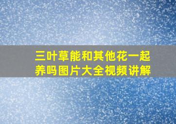 三叶草能和其他花一起养吗图片大全视频讲解