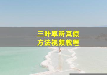 三叶草辨真假方法视频教程