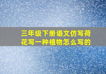 三年级下册语文仿写荷花写一种植物怎么写的