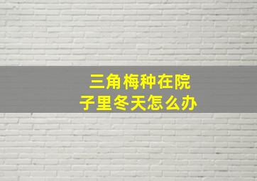 三角梅种在院子里冬天怎么办