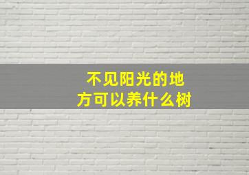 不见阳光的地方可以养什么树