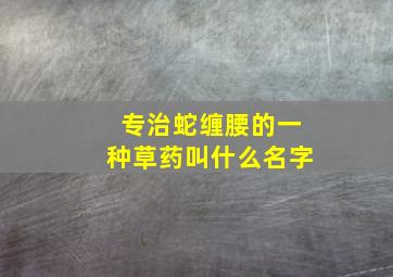 专治蛇缠腰的一种草药叫什么名字