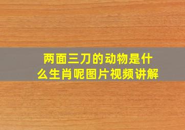 两面三刀的动物是什么生肖呢图片视频讲解