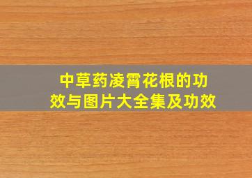 中草药凌霄花根的功效与图片大全集及功效