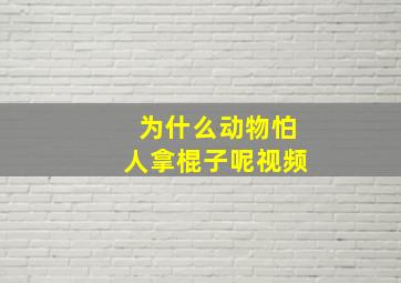 为什么动物怕人拿棍子呢视频