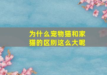 为什么宠物猫和家猫的区别这么大呢