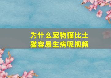 为什么宠物猫比土猫容易生病呢视频