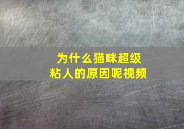 为什么猫咪超级粘人的原因呢视频