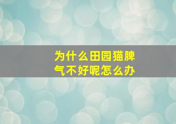 为什么田园猫脾气不好呢怎么办