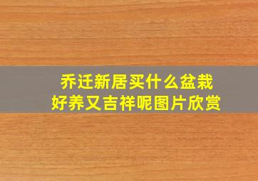 乔迁新居买什么盆栽好养又吉祥呢图片欣赏