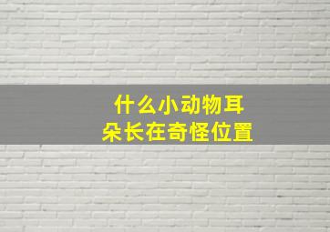 什么小动物耳朵长在奇怪位置