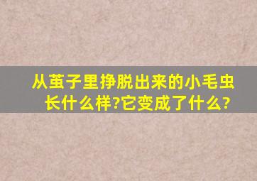 从茧子里挣脱出来的小毛虫长什么样?它变成了什么?