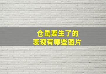 仓鼠要生了的表现有哪些图片