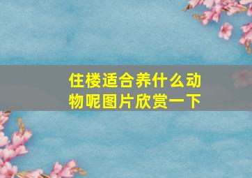 住楼适合养什么动物呢图片欣赏一下