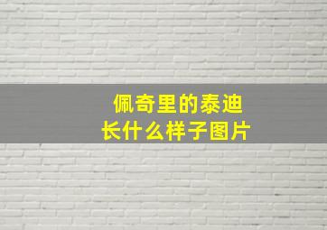 佩奇里的泰迪长什么样子图片