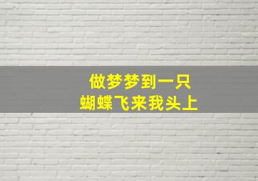 做梦梦到一只蝴蝶飞来我头上