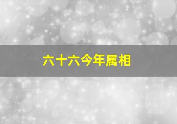 六十六今年属相