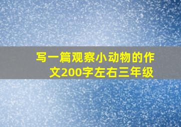 写一篇观察小动物的作文200字左右三年级