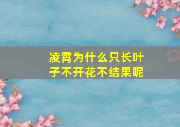 凌霄为什么只长叶子不开花不结果呢