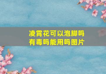 凌霄花可以泡脚吗有毒吗能用吗图片