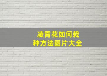 凌霄花如何栽种方法图片大全