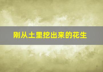 刚从土里挖出来的花生