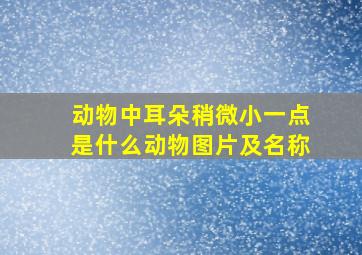 动物中耳朵稍微小一点是什么动物图片及名称