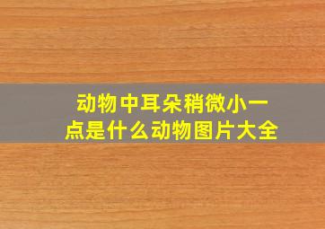 动物中耳朵稍微小一点是什么动物图片大全