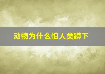 动物为什么怕人类蹲下