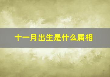 十一月出生是什么属相