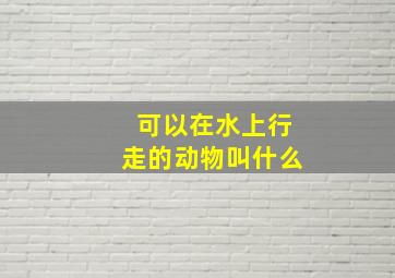 可以在水上行走的动物叫什么