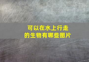 可以在水上行走的生物有哪些图片